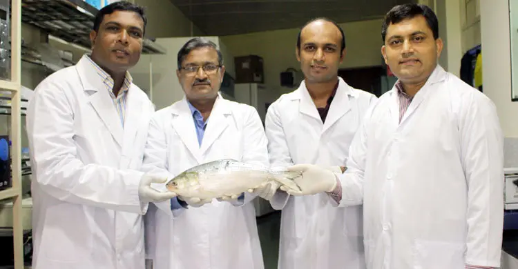 This time Bangladesh decodes hilsa genome