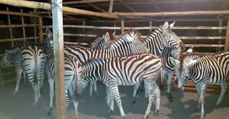 যশোরে ৯ জেব্রা উদ্ধার মামলার চার্জশিট দাখিল