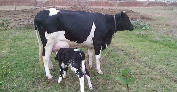 প্রতিদিন ৯০ কেজি দুধ দেয় রেবেকার ৪ গরু