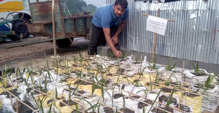 সৌদি আরবের খেজুরের চারা দিয়ে বাগান করলেন লাবলু