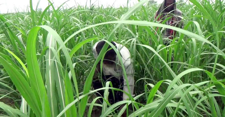 Jhenidah-sugarcane-02