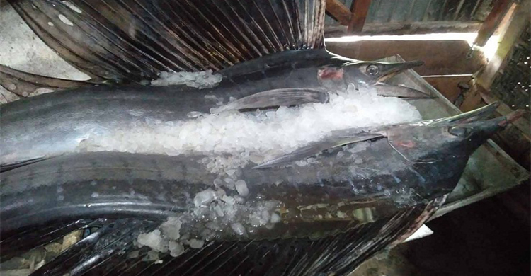 ৮ ফুট লম্বা মাছ