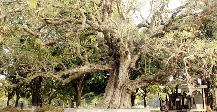২৫০ বছরের সাক্ষী তেঁতুল গাছটি