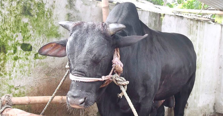 kishorgonj-kalapahar