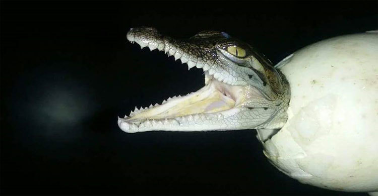 ডিমের ভেতর থেকেই কামড় দেয় হিংস্র এই প্রাণি