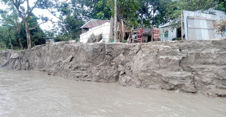 কুড়িগ্রামে তিস্তার ভাঙনে দুই শতাধিক পরিবার গৃহহীন
