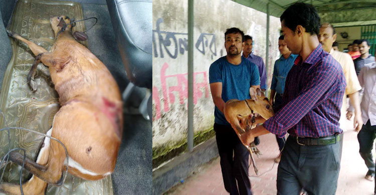 চবিতে আহত হরিণ শাবক উদ্ধার
