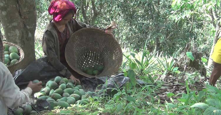 চাহিদা বাড়ছে রাংগোয়াই আমের