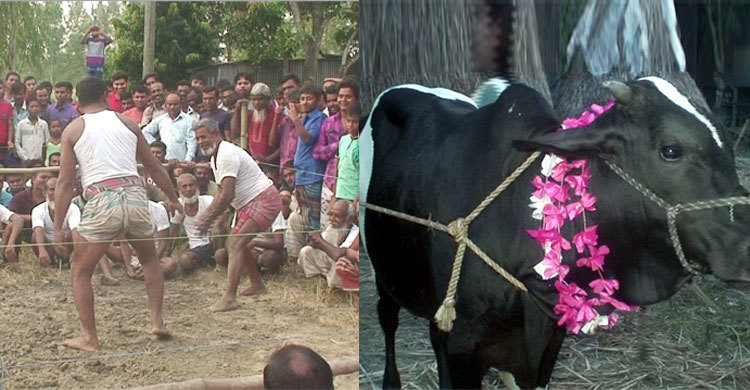 দাড়িওয়ালা বনাম দাড়িছাড়া, পুরস্কার ষাড়