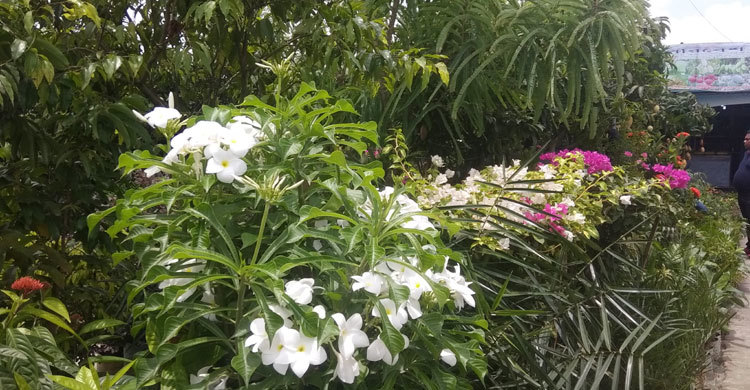 বৃক্ষমেলায় ফুল ফলের মুগ্ধতা