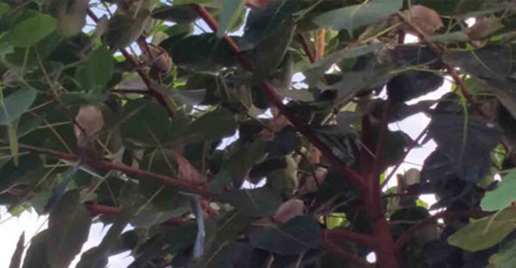 নওগাঁয় ‘পাখি বাড়ি’