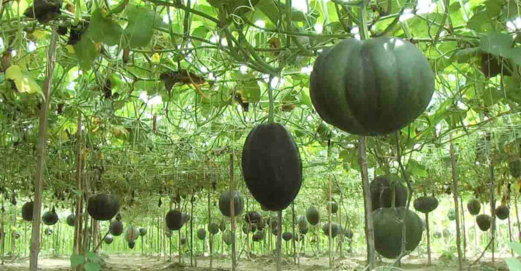 আবাদ বেড়েছে মিষ্টি কুমড়ার, দাম পাচ্ছে না চাষি