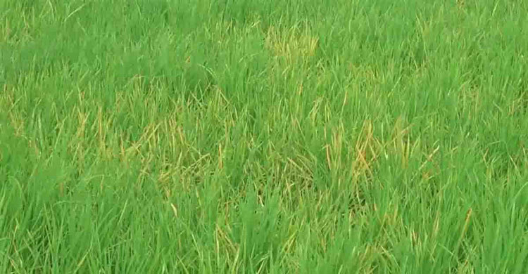 Naogaon-Paddy