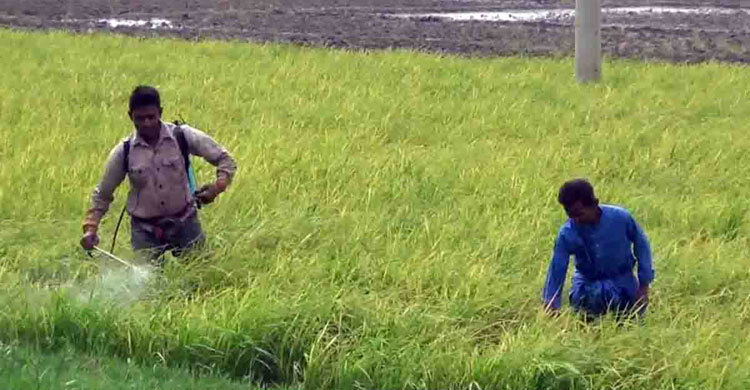 ধানের পাতা পোড়া রোগে দিশেহারা কৃষক