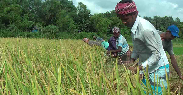আউশে ব্যস্ত নওগাঁর চাষিরা