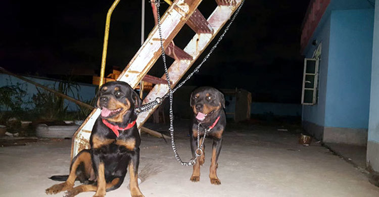 সেই দুই কুকুর আটক