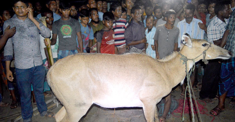 ধাওয়া করে নীলগাই ধরলো এলাকাবাসী