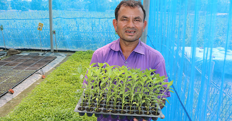 মাটি ছাড়াই চারা উৎপাদন