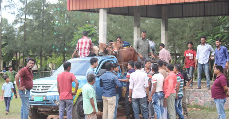 এবার ২১০ গরুর কাঙালি ভোজ দিচ্ছেন একরাম চৌধুরী