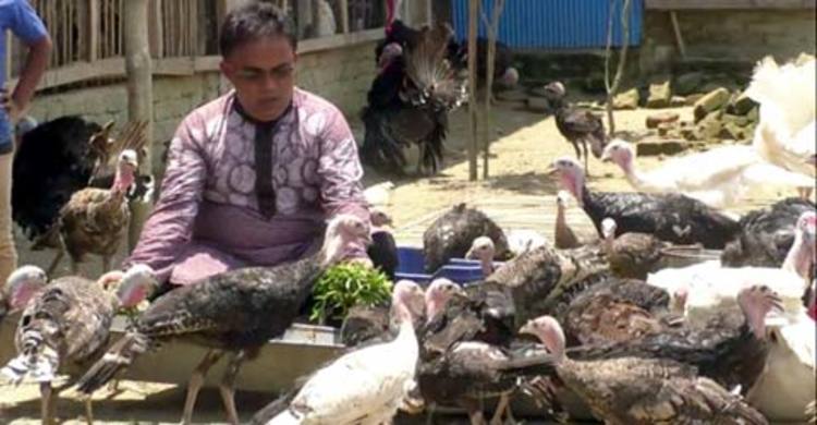 নোয়াখালীতে টার্কি চাষে স্বাবলম্বী কামাল