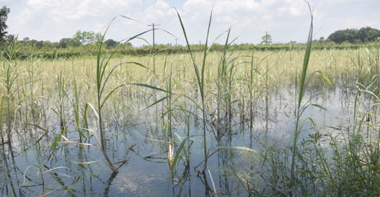 নষ্ট হয়ে গেল চাষিদের ২০০ একর জমির আখ