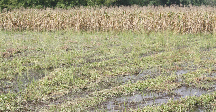 Panchagarh-Aggriculture-4