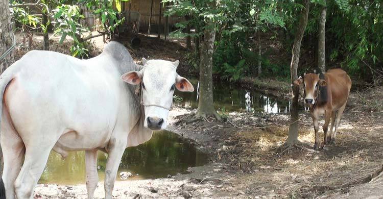 বাড়ি বাড়ি গিয়ে দেশি গরু কিনছেন ব্যাপারীরা