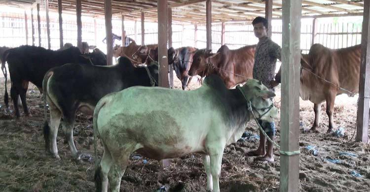 Panchagarh-Dedi-Cow