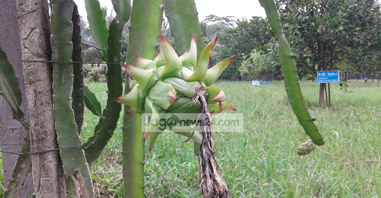 Patuakhali-Fruit-5