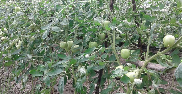বর্ষা মৌসুমে টমেটো চাষ!