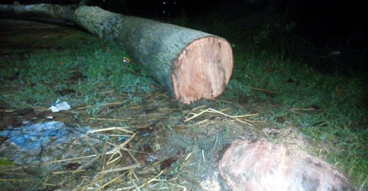 রাতের আঁধারে কাটা হচ্ছে কলেজের গাছ