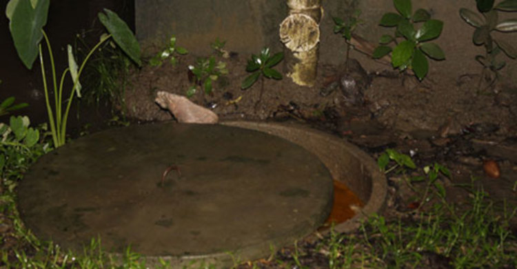 সেফটিক ট্যাংকে নারীর অর্ধগলিত মরদেহ