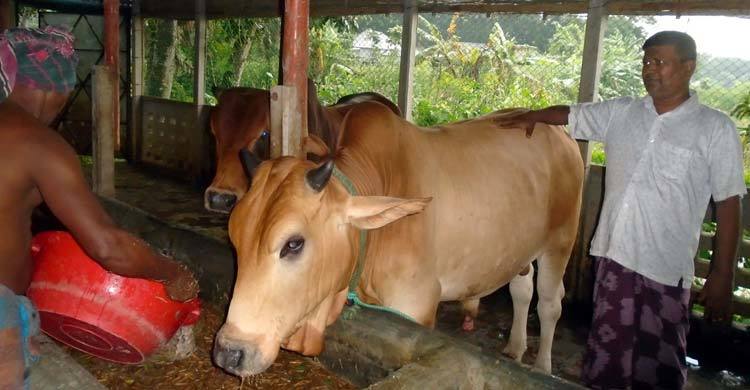 রাজবাড়ীতে প্রস্তুত করা হচ্ছে ১১ হাজার পশু