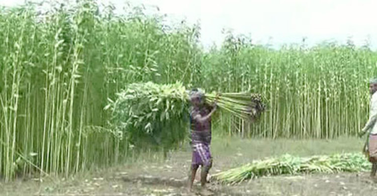 রাজবাড়ীতে পাটের ফলন কমে লোকসানে কৃষকরা