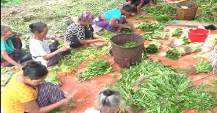 পাহাড়ে জনপ্রিয় হয়ে উঠেছে বিলাতি ধনিয়ার চাষ