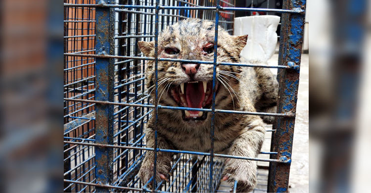 রূপগঞ্জে চিতা বাঘের শাবক উদ্ধার