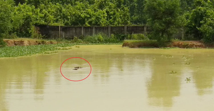 বঙ্গবন্ধু সাফারি পার্কের জলহস্তী পরিবারে নতুন সদস্য