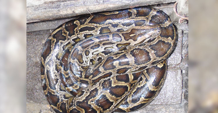 ফরিদপুরে এবার বিশাল এক অজগর