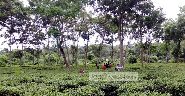 সাতছড়ির সবুজ সমারোহে পর্যটকদের ভিড়