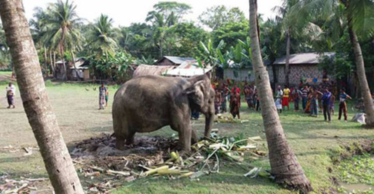 শিশুকে শুঁড়ে তুলে আছাড় দিলো মেলার হাতি