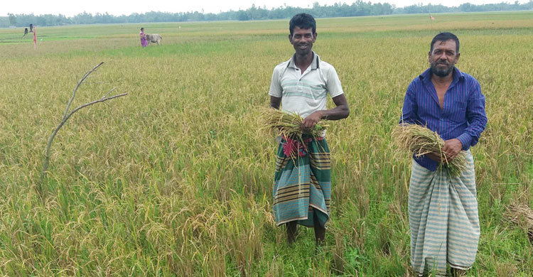 ধানের মুড়ি ফসল কৃষিতে নতুন বিপ্লব
