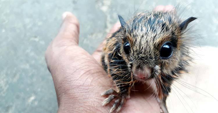 শ্রীমঙ্গলে ধরা পড়ল ‘বিচিত্ররঙা উড়ন্ত কাঠবিড়ালি’