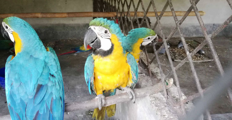 ঠাঁই পেল বিমানবন্দরে উদ্ধার পাখি ও প্রাণীগুলো