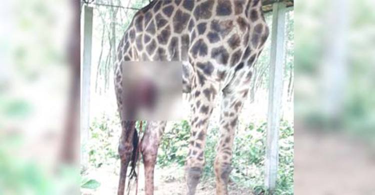 বঙ্গবন্ধু শেখ মুজিব সাফারি পার্কে জিরাফের মৃত্যু