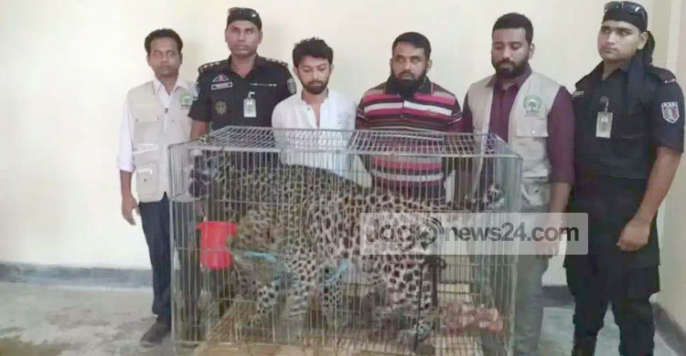 সেই চিতা বাঘ দুটির নতুন ঠিকানা বঙ্গবন্ধু সাফারি পার্ক