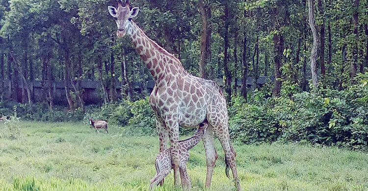সাফারি পার্কে জিরাফ পরিবারে নতুন সদস্য