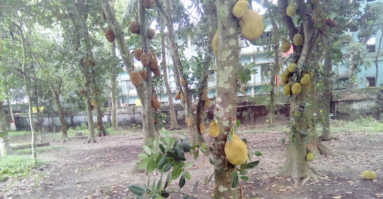 Tangail-Jackfrute-pic-1-(1)