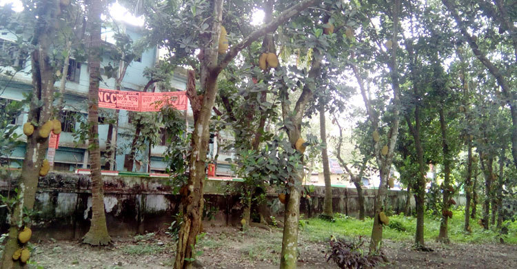 Tangail-Jackfrute-pic-1-(1)