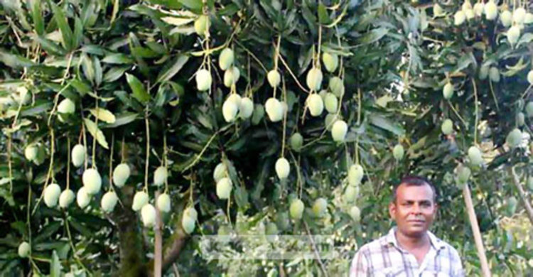 ৬৮ কোটি টাকার আম নিয়ে বিপাকে চাষিরা