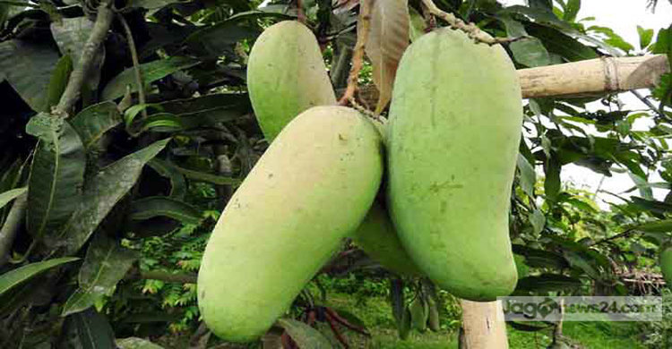 Tangail-Mango